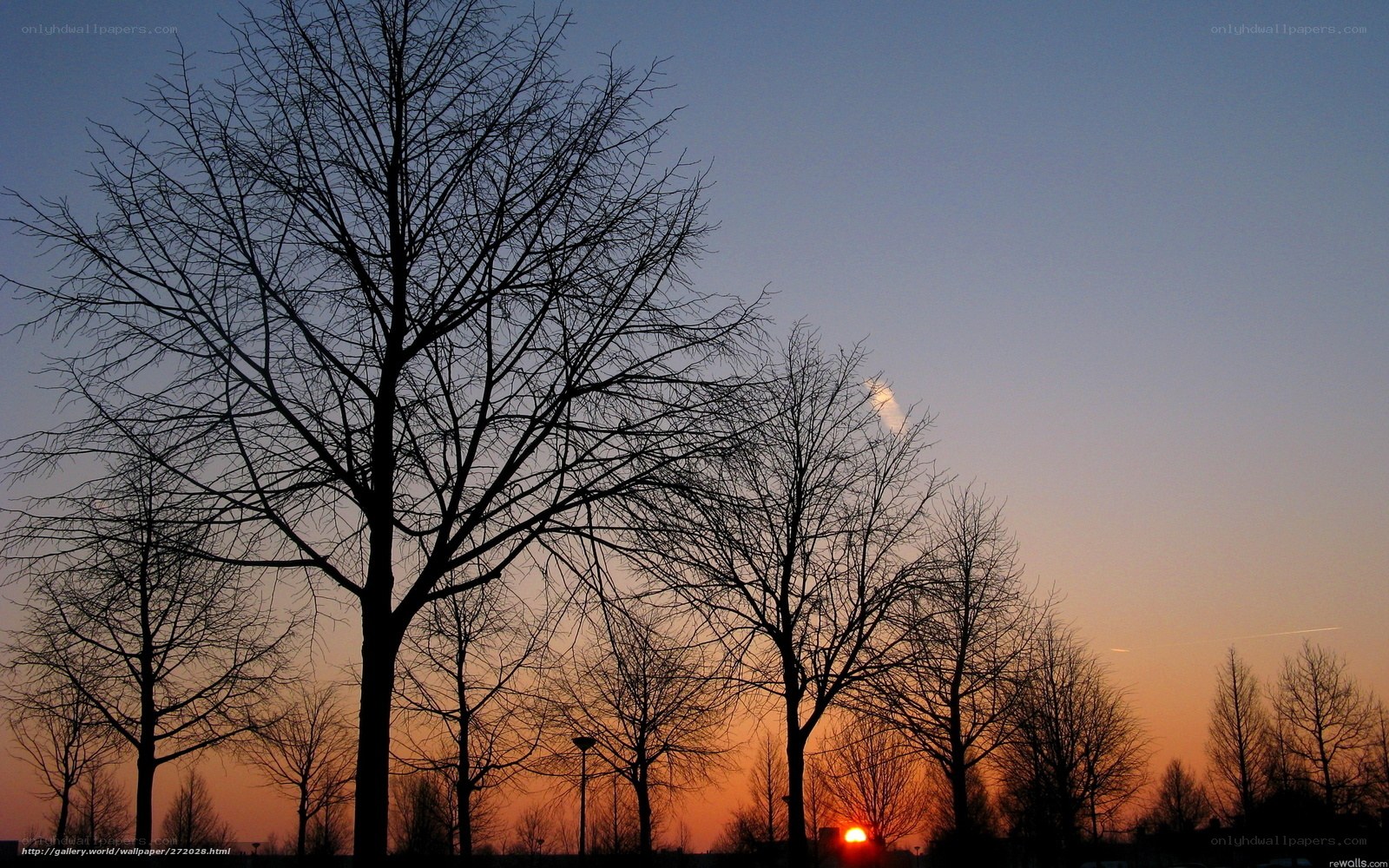 Silhouetted trees at sunset