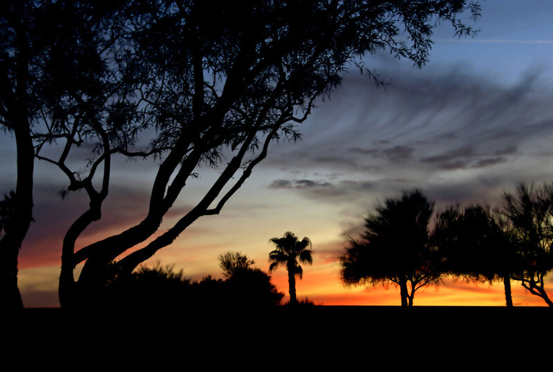 Silhouetted trees at sunset