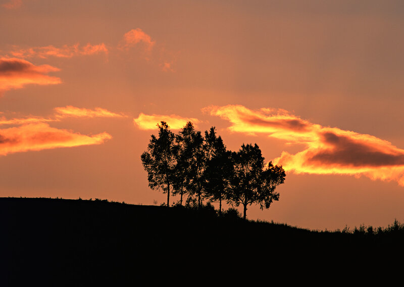 Silhouetted trees at sunset