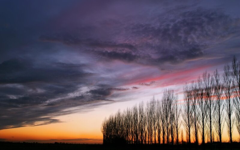 Silhouetted trees at sunset