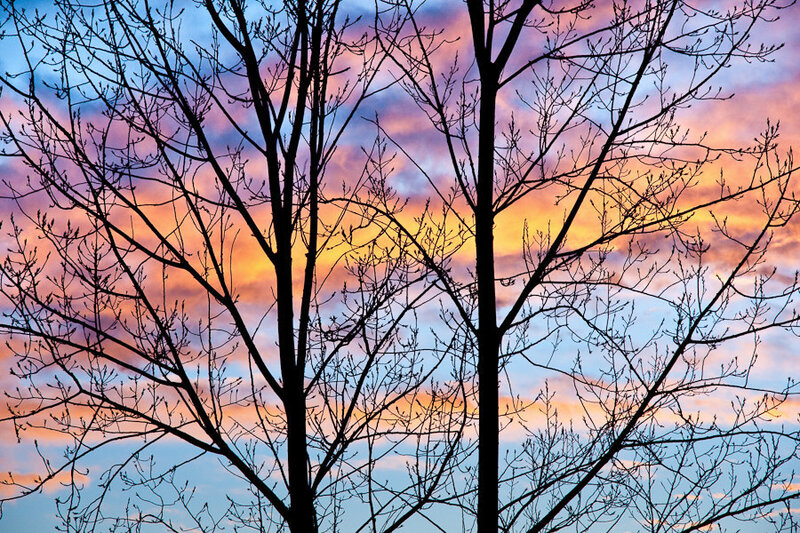 silhouetted trees at sunset