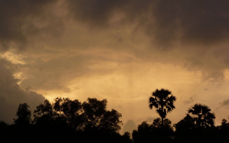 silhouetted trees at sunset