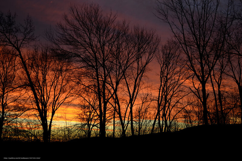 Silhouetted Trees at Sunset