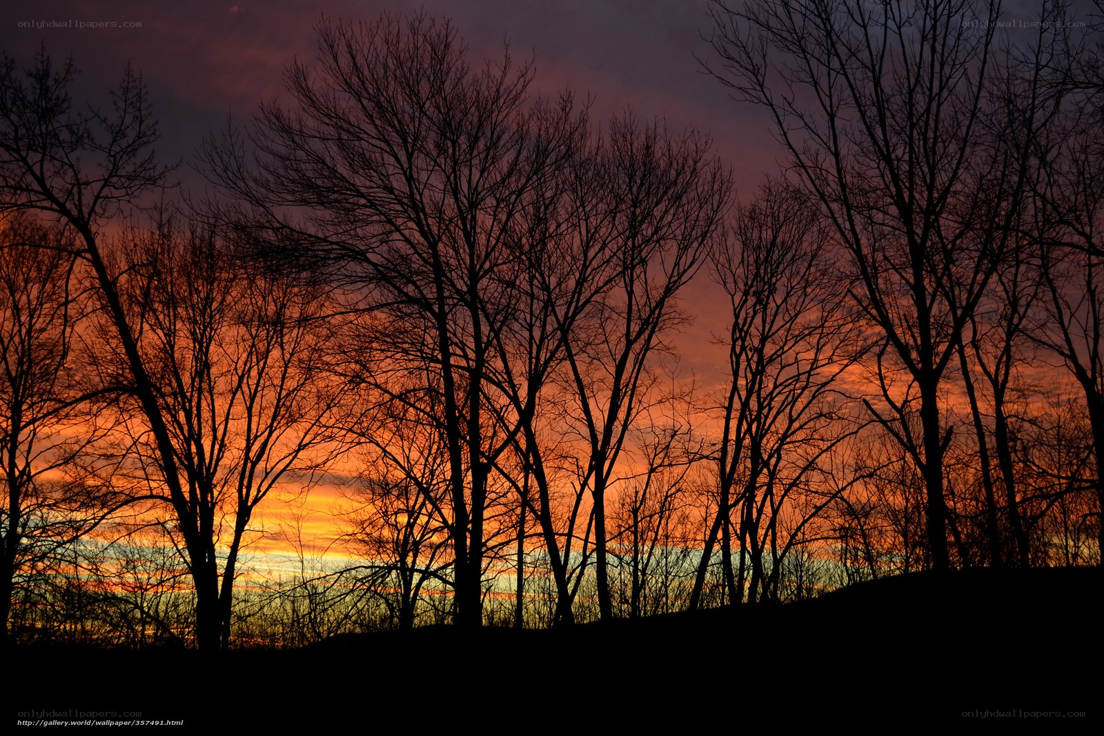 Silhouetted Trees at Sunset