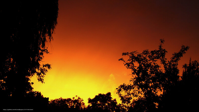 Silhouetted trees at sunset