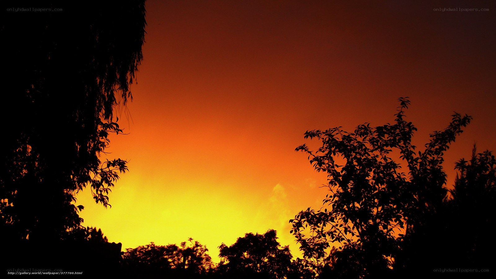Silhouetted trees at sunset