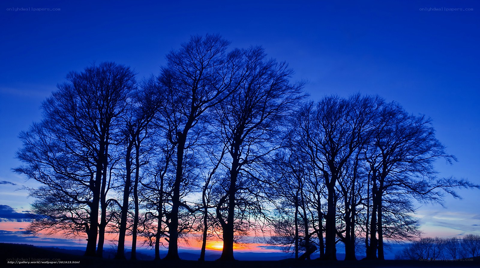 Silhouetted trees at sunset