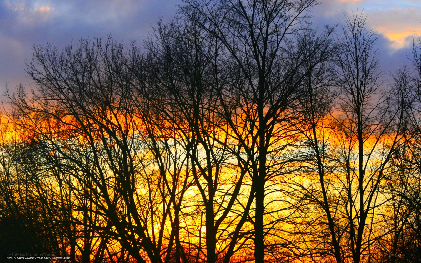 Silhouetted trees at sunset