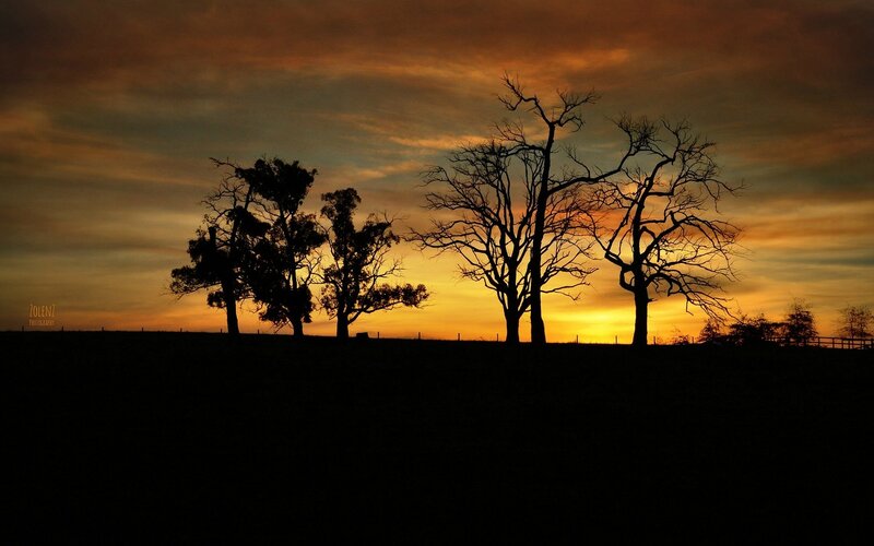 Silhouetted trees at sunset