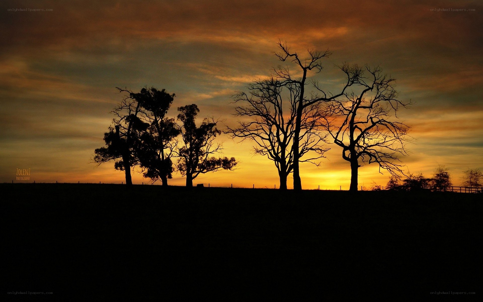Silhouetted trees at sunset