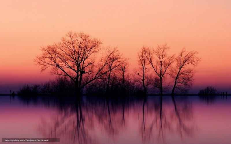 Silhouetted Trees at Sunset