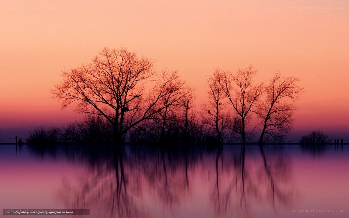 Silhouetted Trees at Sunset