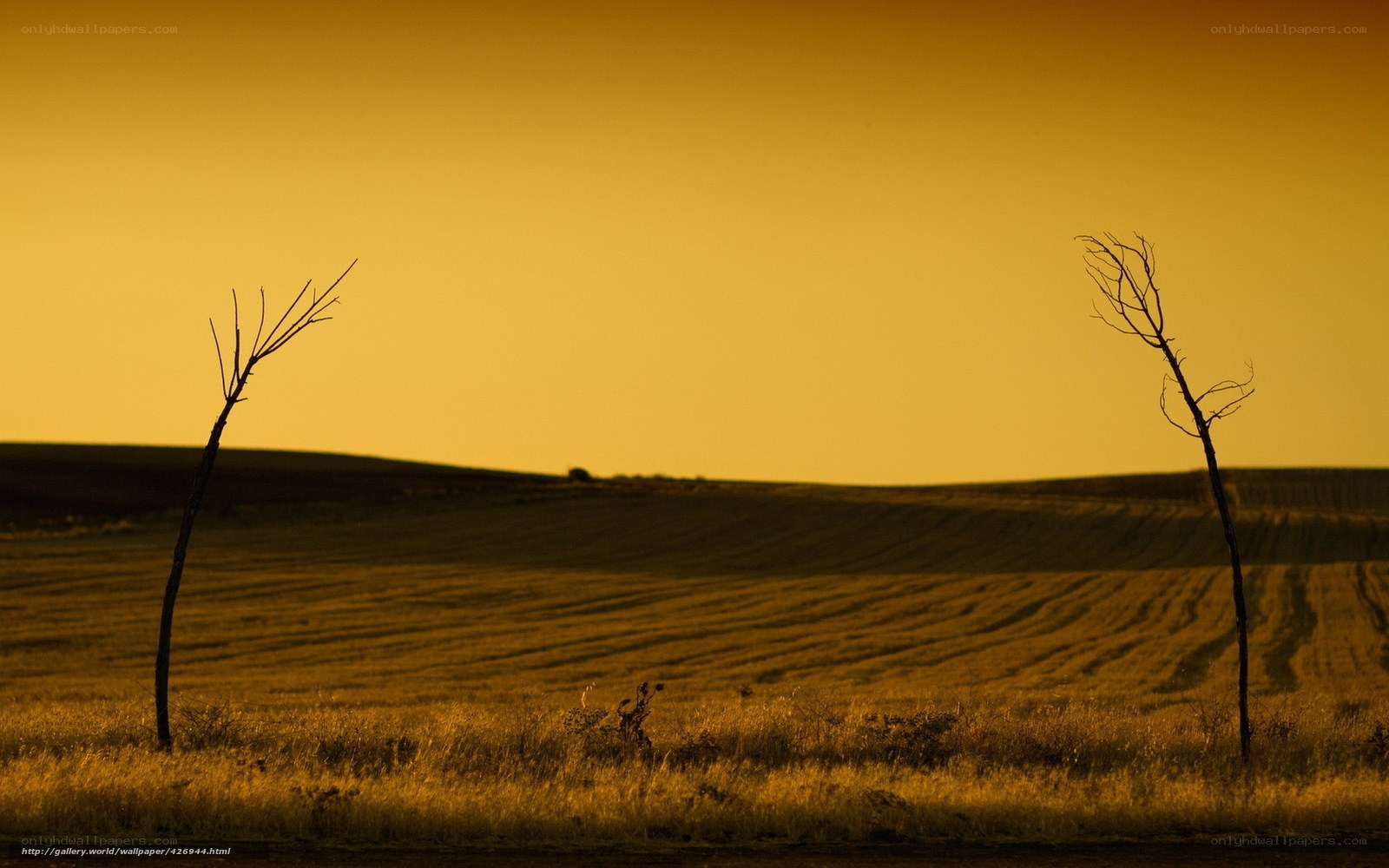 Silhouetted Trees at Sunset