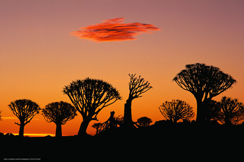 Silhouetted trees at sunset