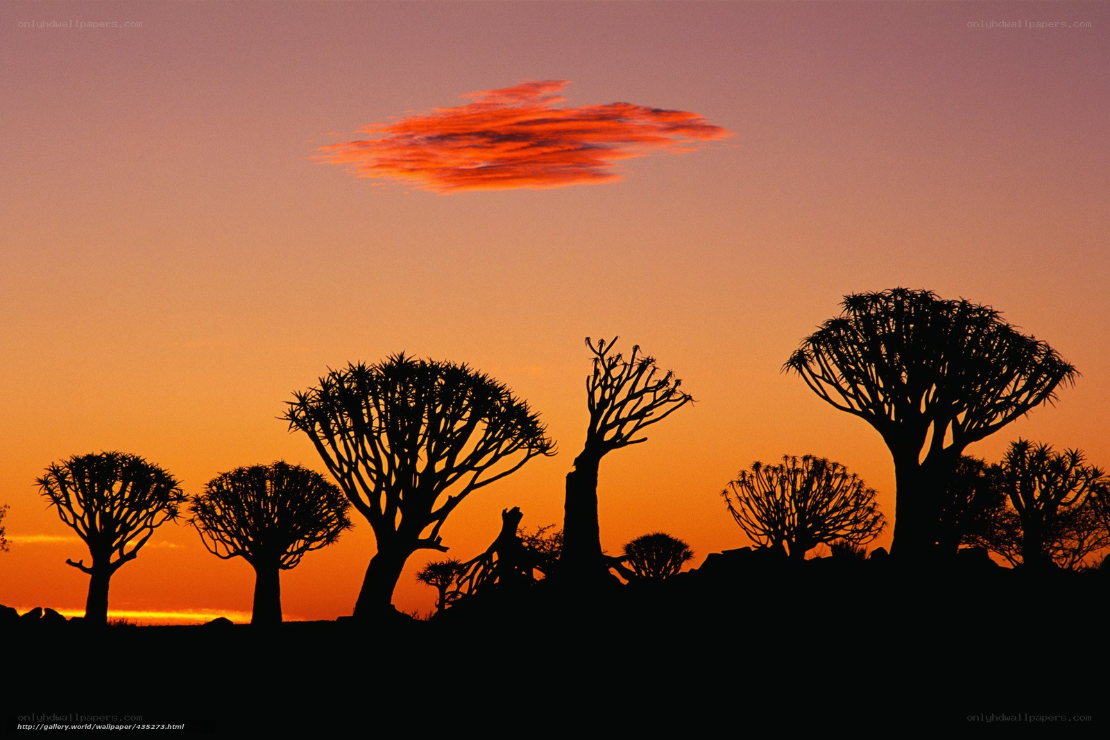 Silhouetted trees at sunset