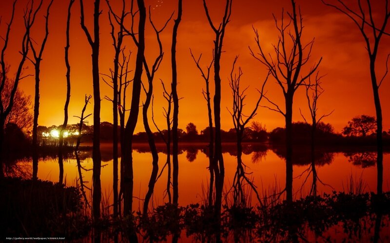Silhouetted Trees at Sunset