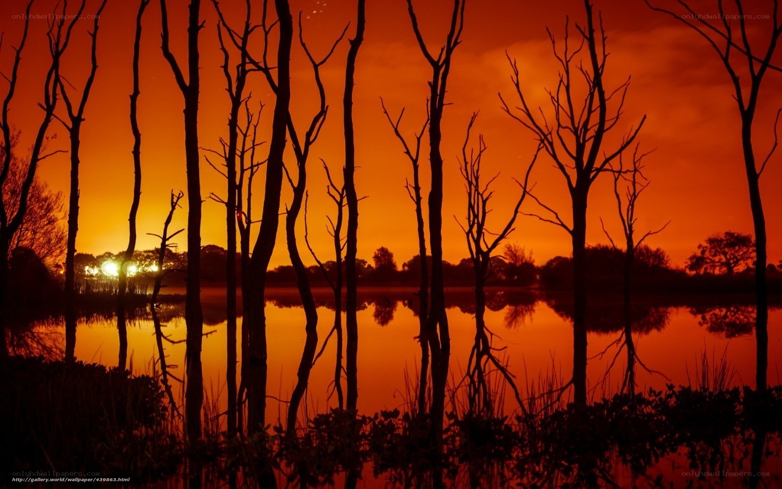 Silhouetted Trees at Sunset
