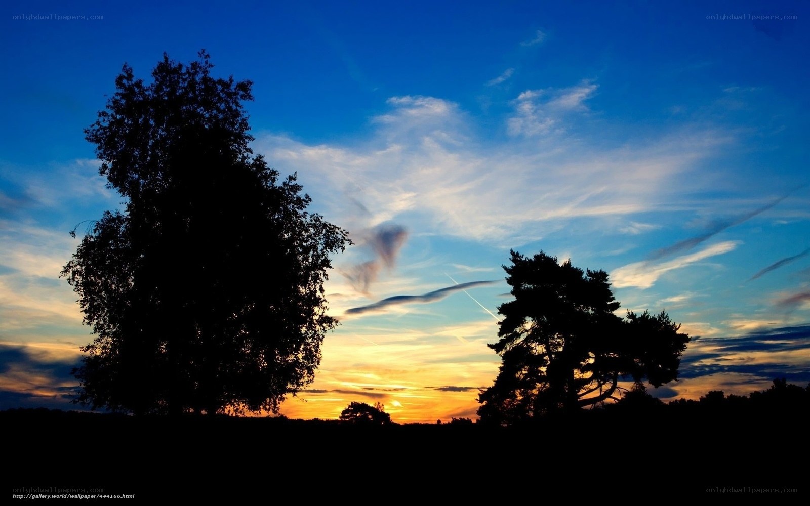 Silhouetted trees at sunset