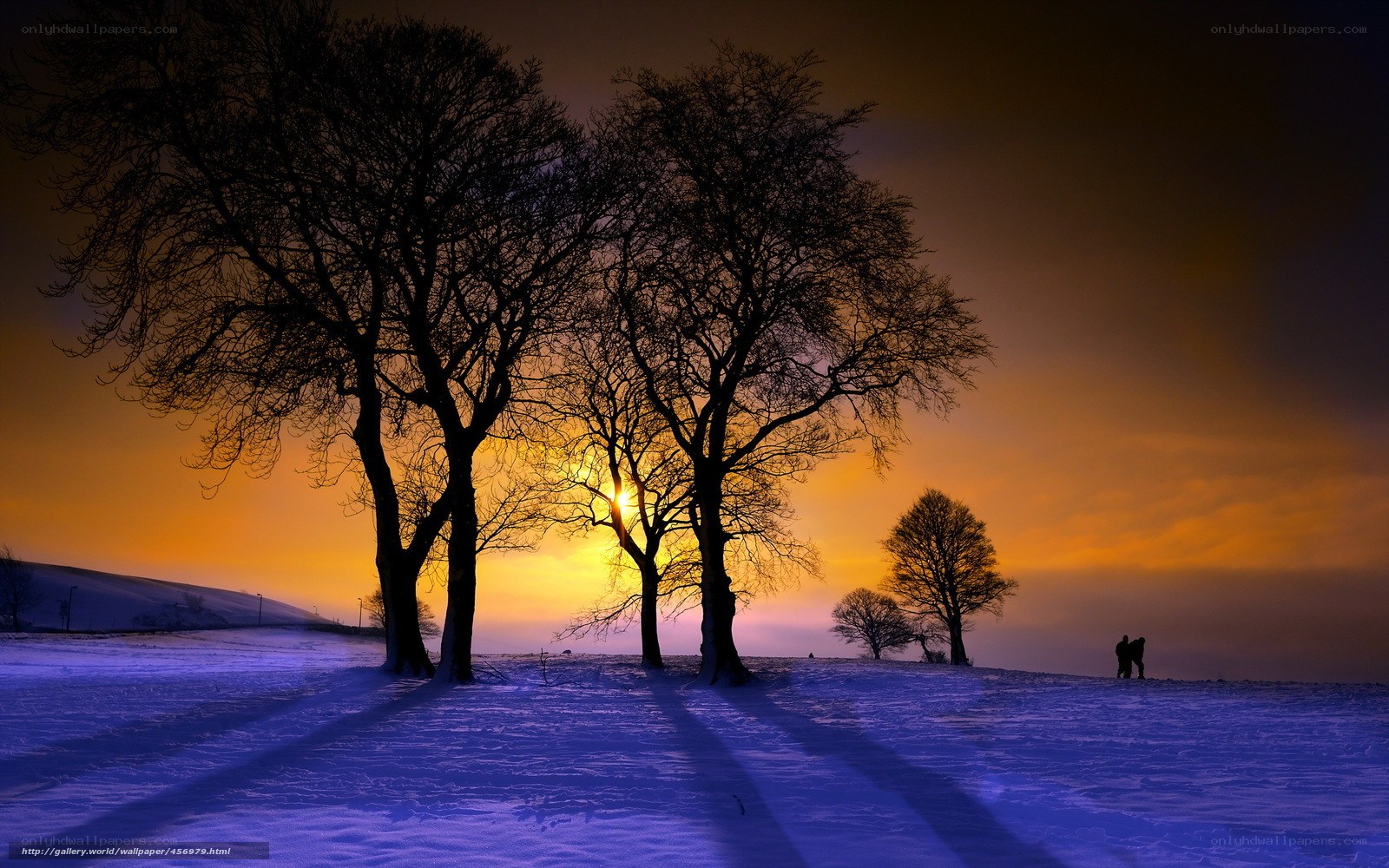 Silhouetted trees at sunset