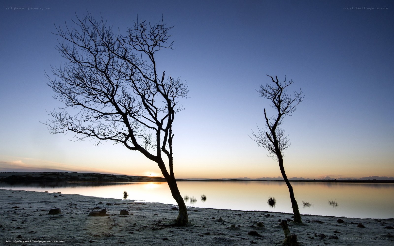 Silhouetted trees at sunset