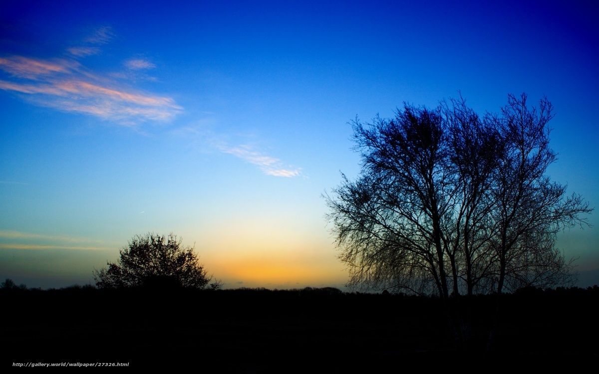 Silhouetted Trees at Sunset
