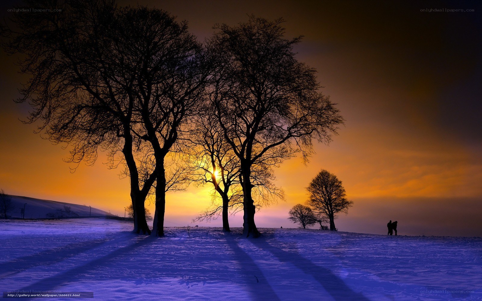 Silhouetted trees at sunset