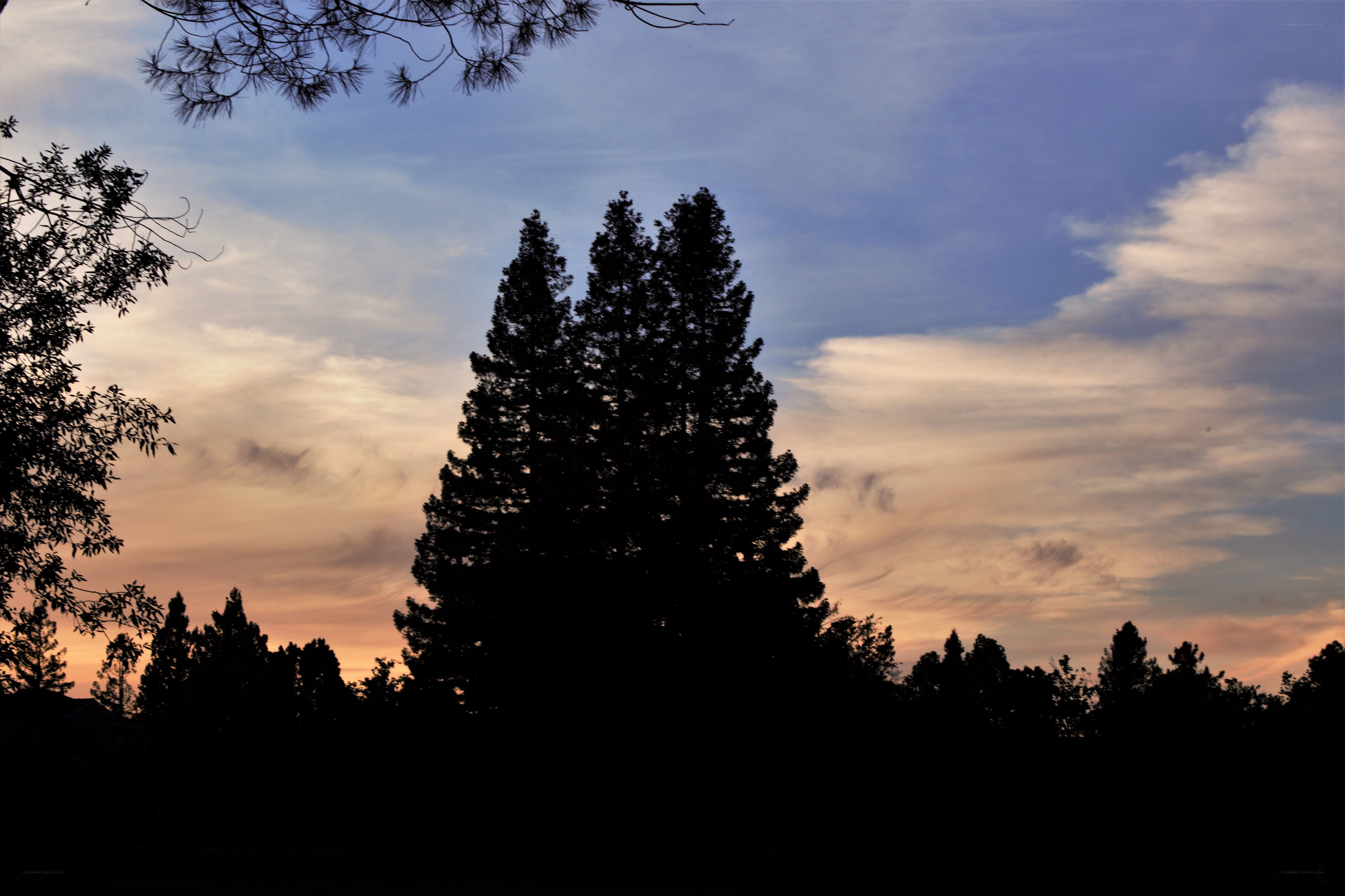 Silhouetted trees at sunset
