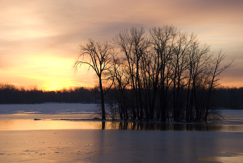 Silhouetted trees at sunset