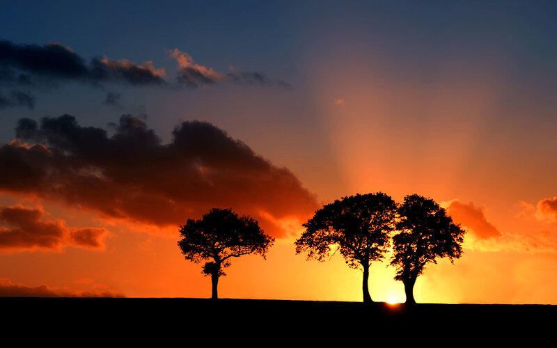 Silhouetted trees at sunset