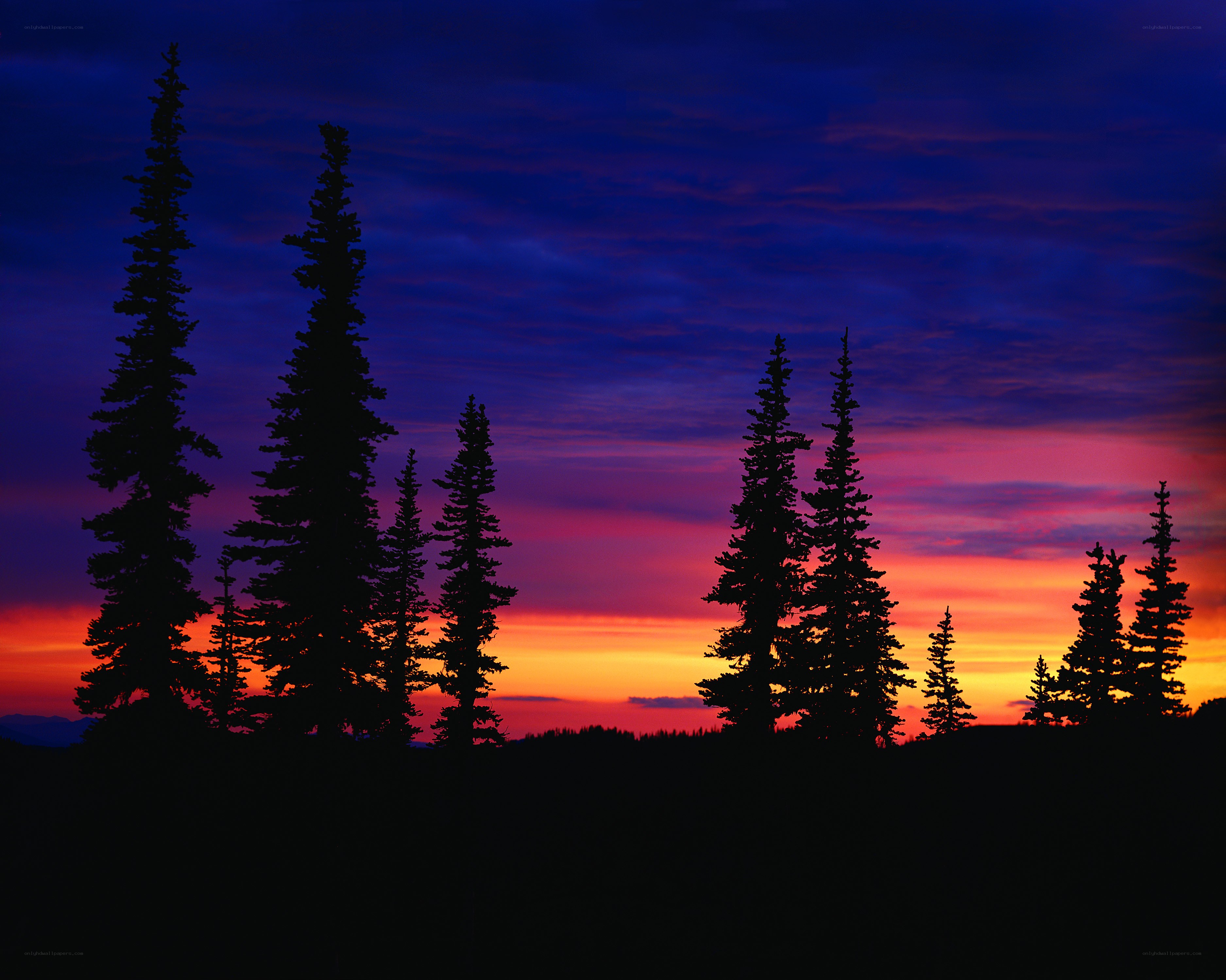 Silhouetted trees at sunset
