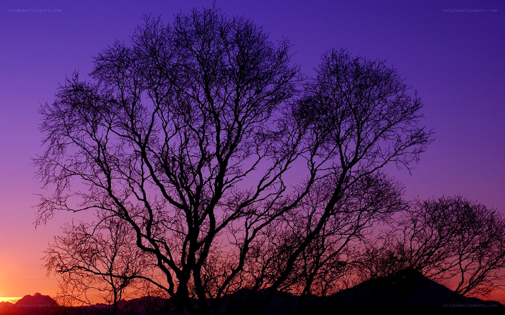Silhouetted trees at sunset
