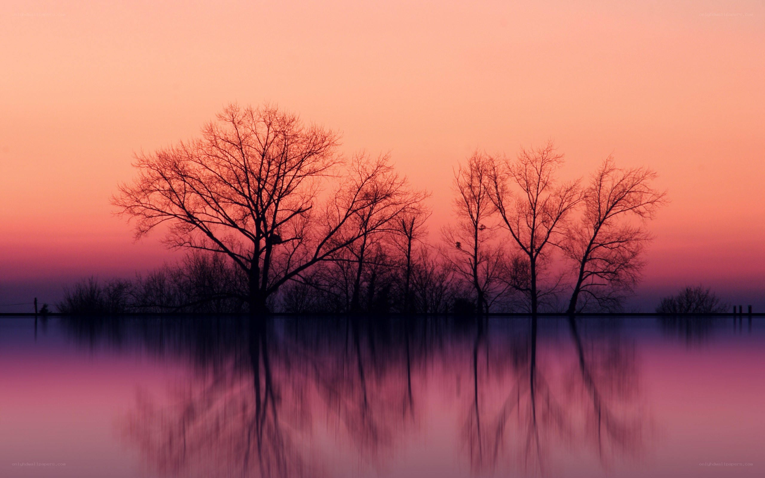 Silhouetted trees at sunset