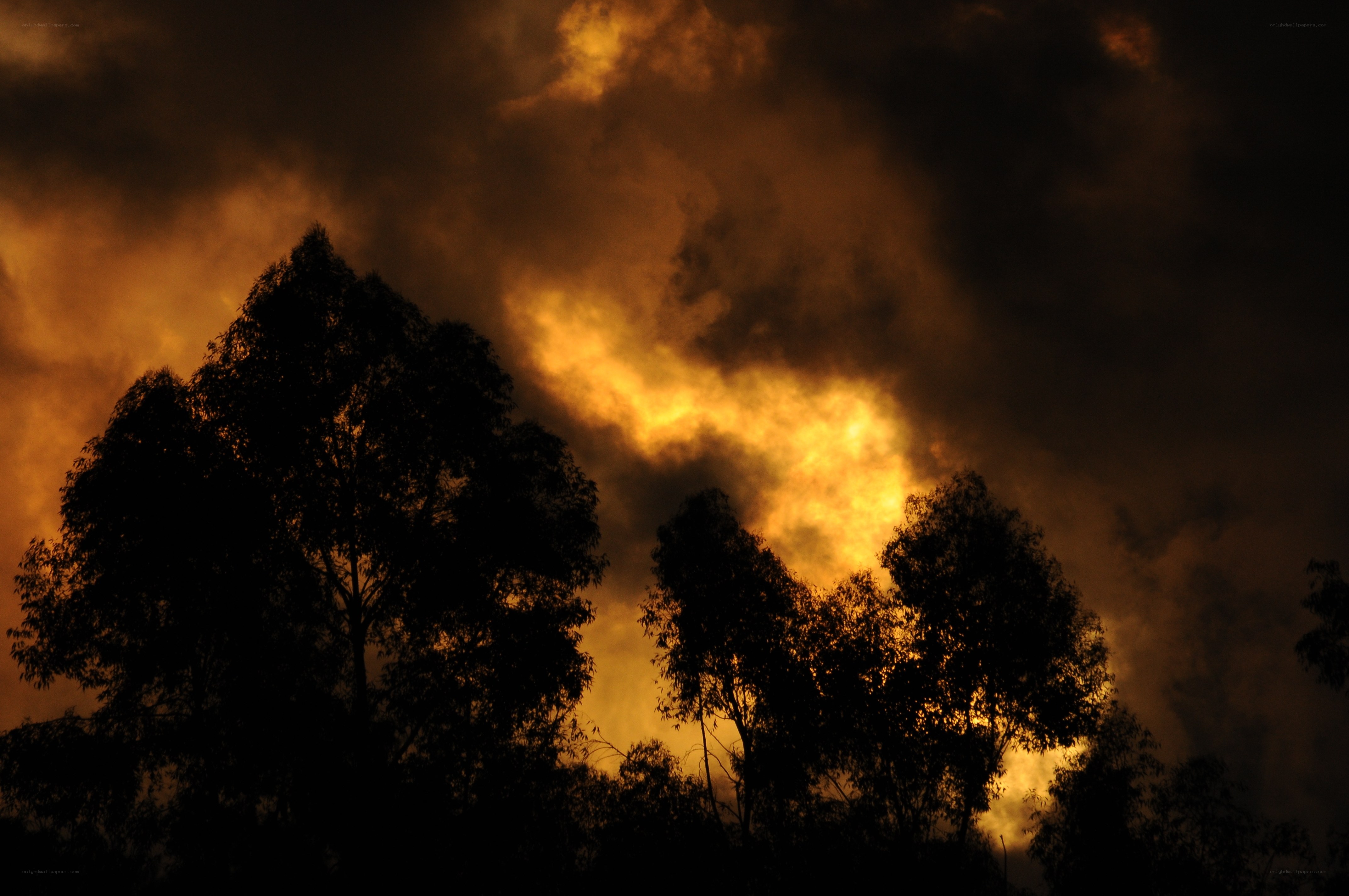 Silhouetted trees at sunset