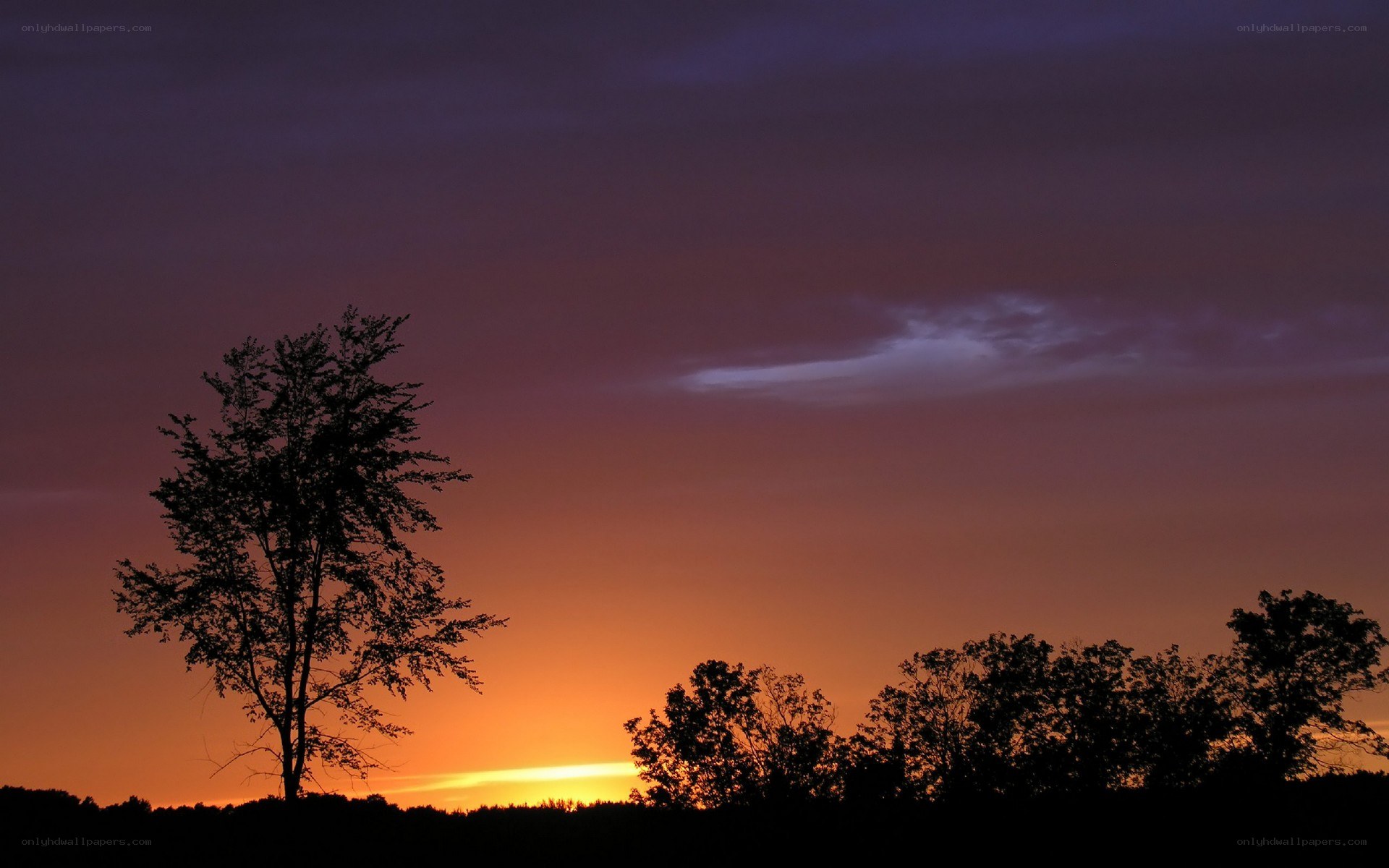 Silhouetted trees at sunset