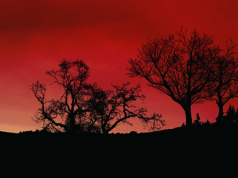 Silhouetted trees at sunset