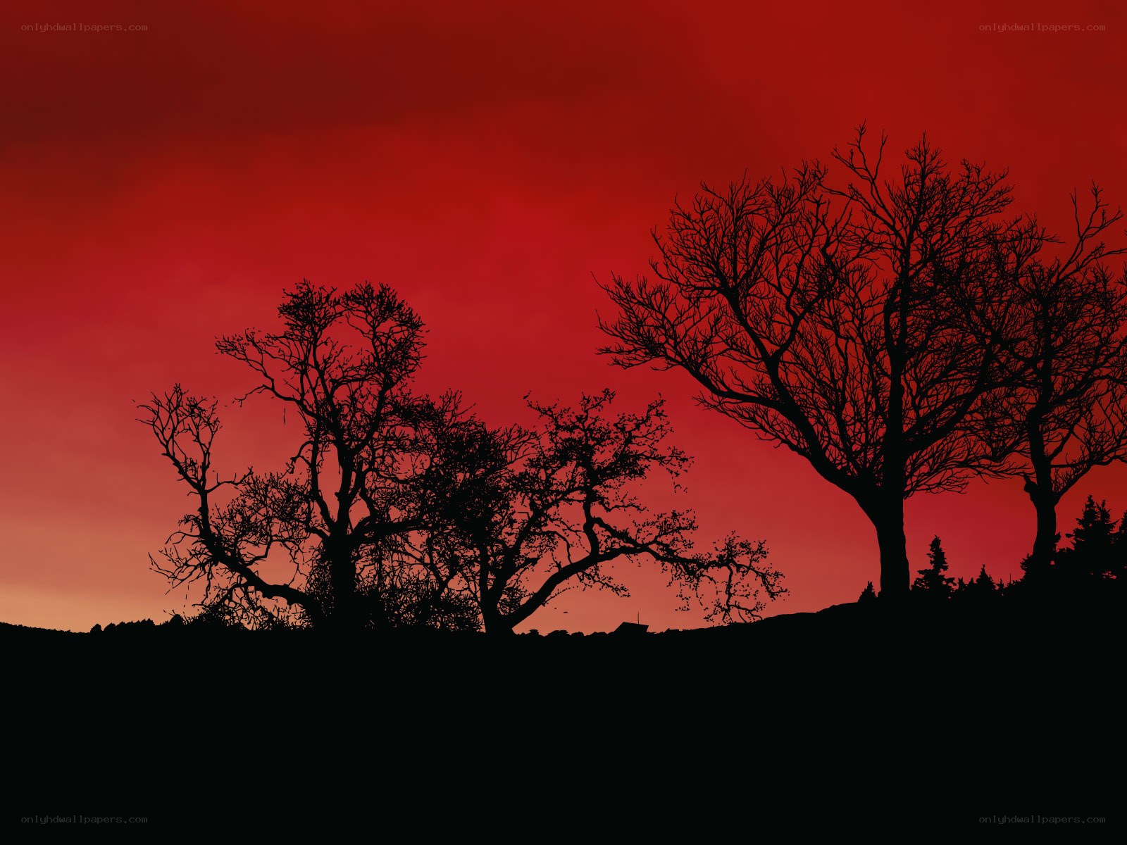 Silhouetted trees at sunset