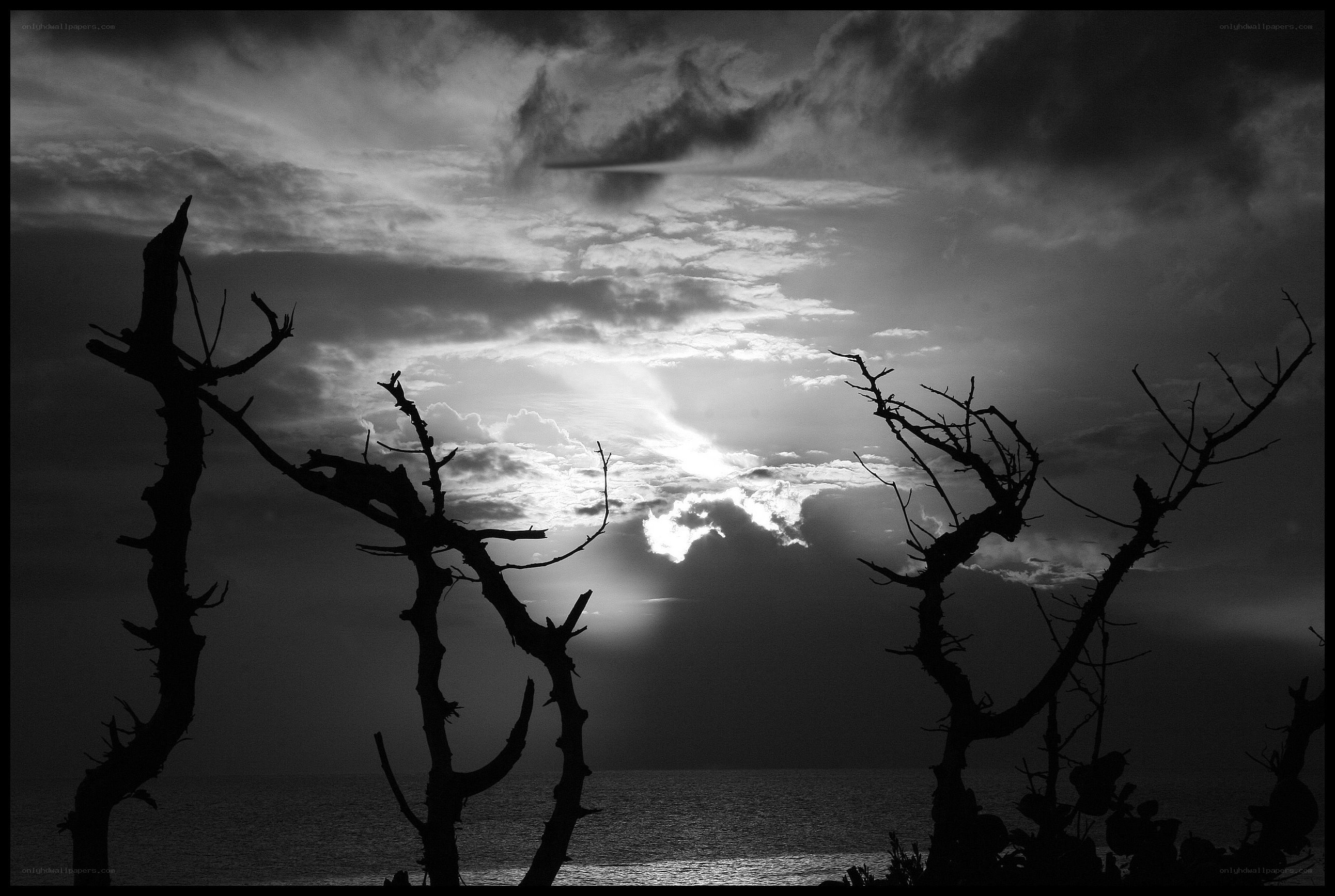 Silhouetted Trees at Sunset