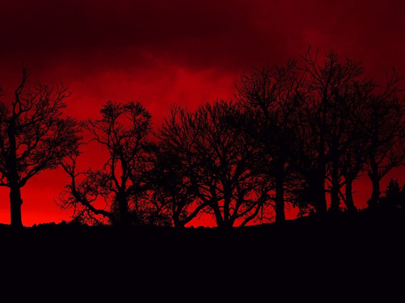 Silhouetted trees at sunset