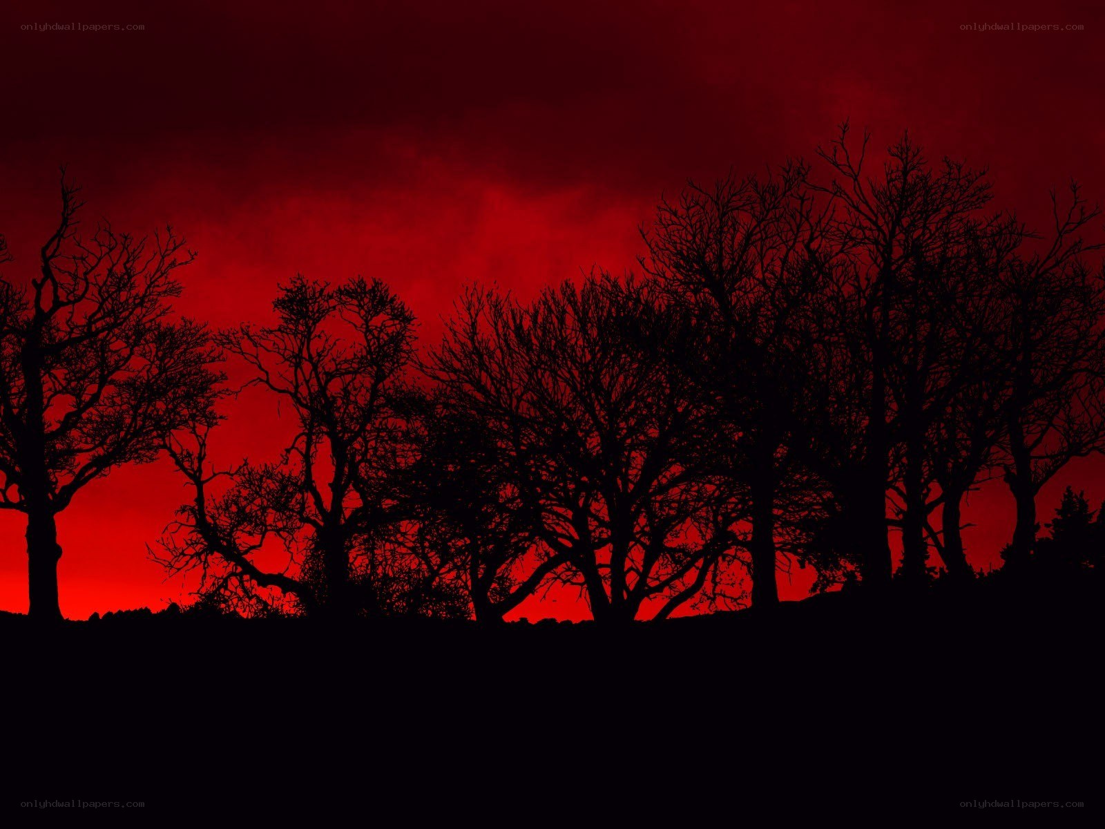 Silhouetted trees at sunset
