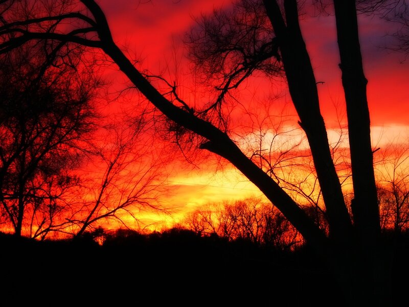 Silhouetted trees at sunset