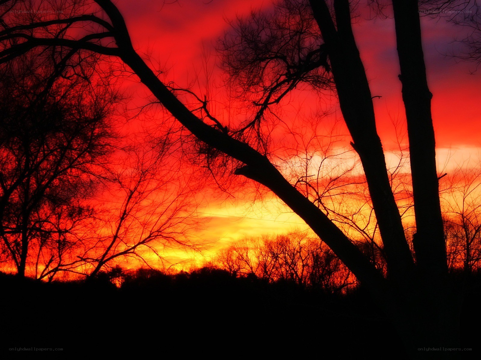 Silhouetted trees at sunset
