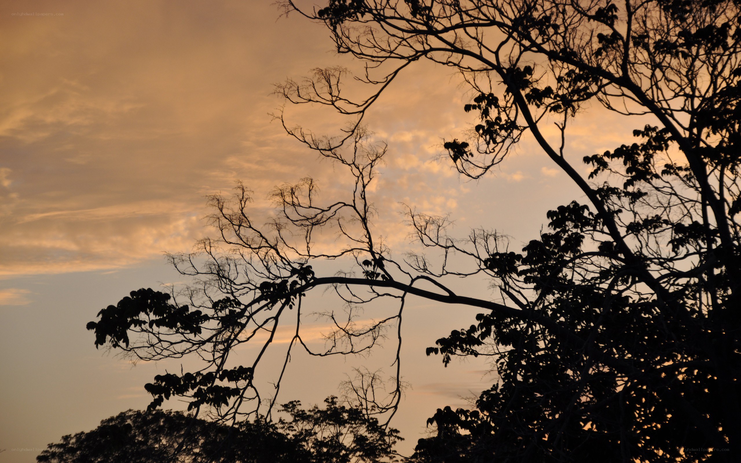 Silhouetted trees at sunset