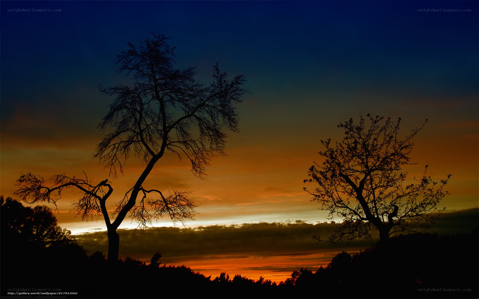 Silhouetted Trees at Sunset