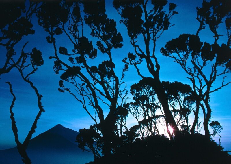 Silhouetted trees at sunset