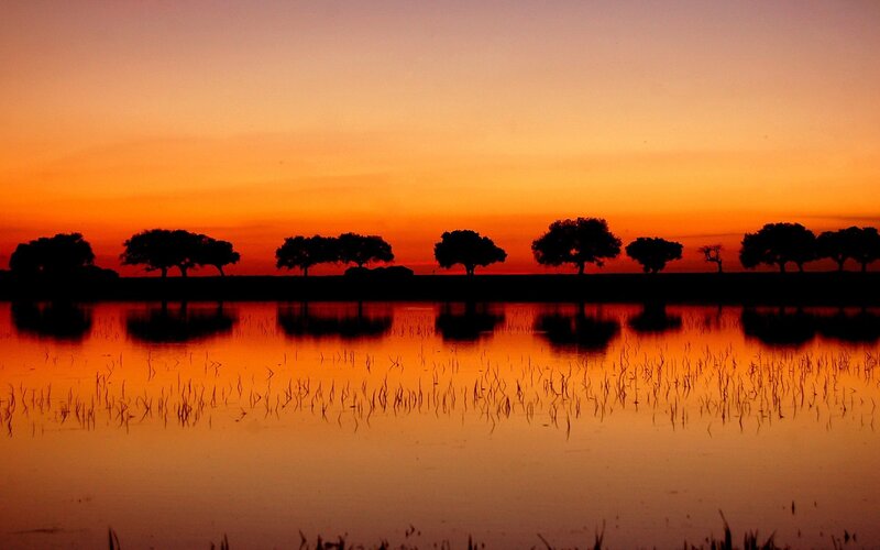 Silhouetted trees at sunset