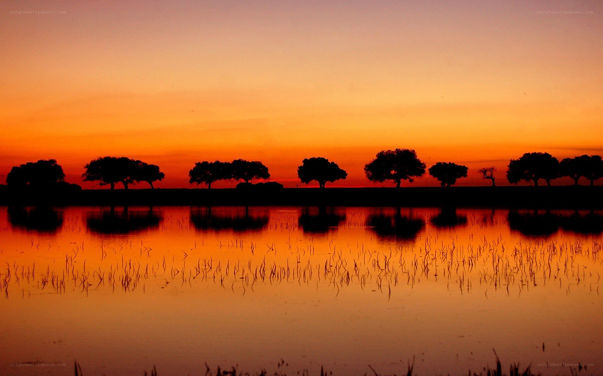 Silhouetted trees at sunset