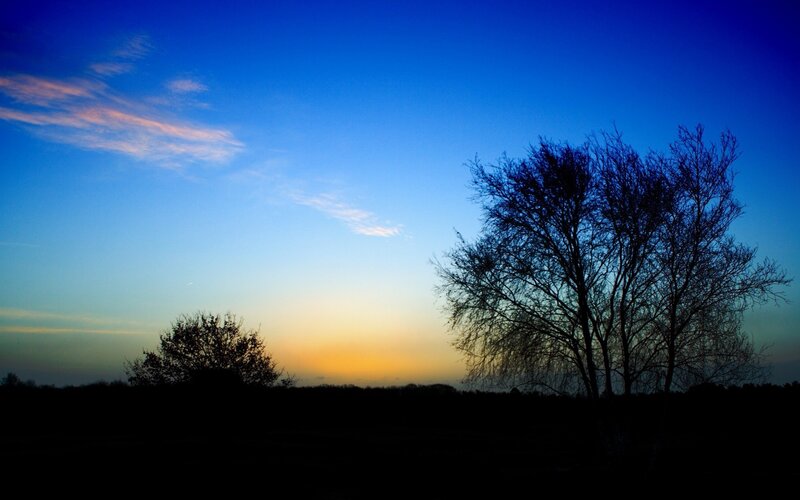 Silhouetted trees at sunset