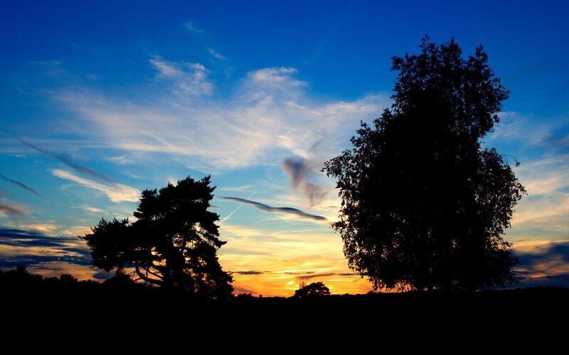 Silhouetted trees at sunset