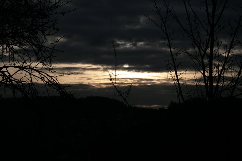 Silhouetted trees at sunset