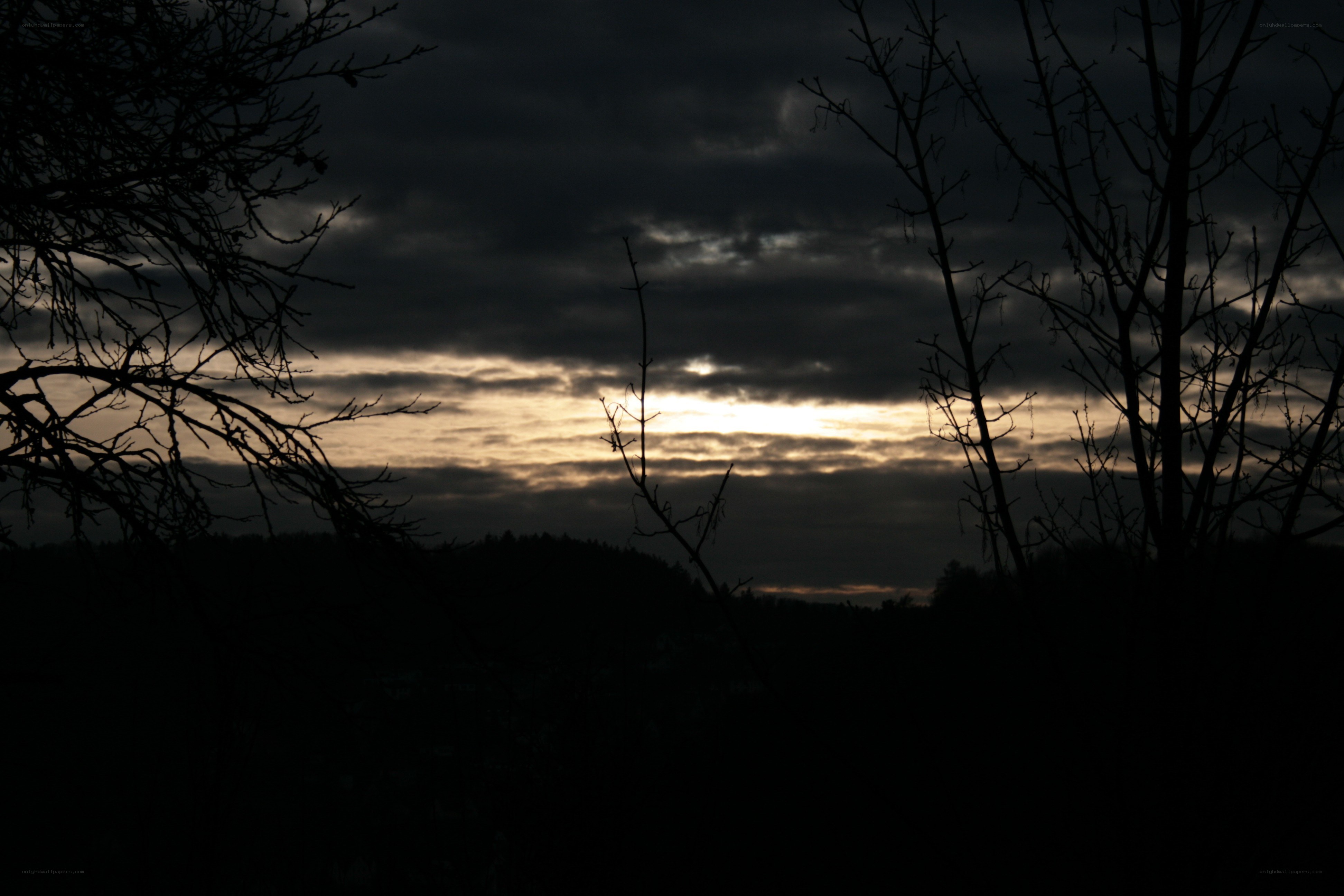Silhouetted trees at sunset